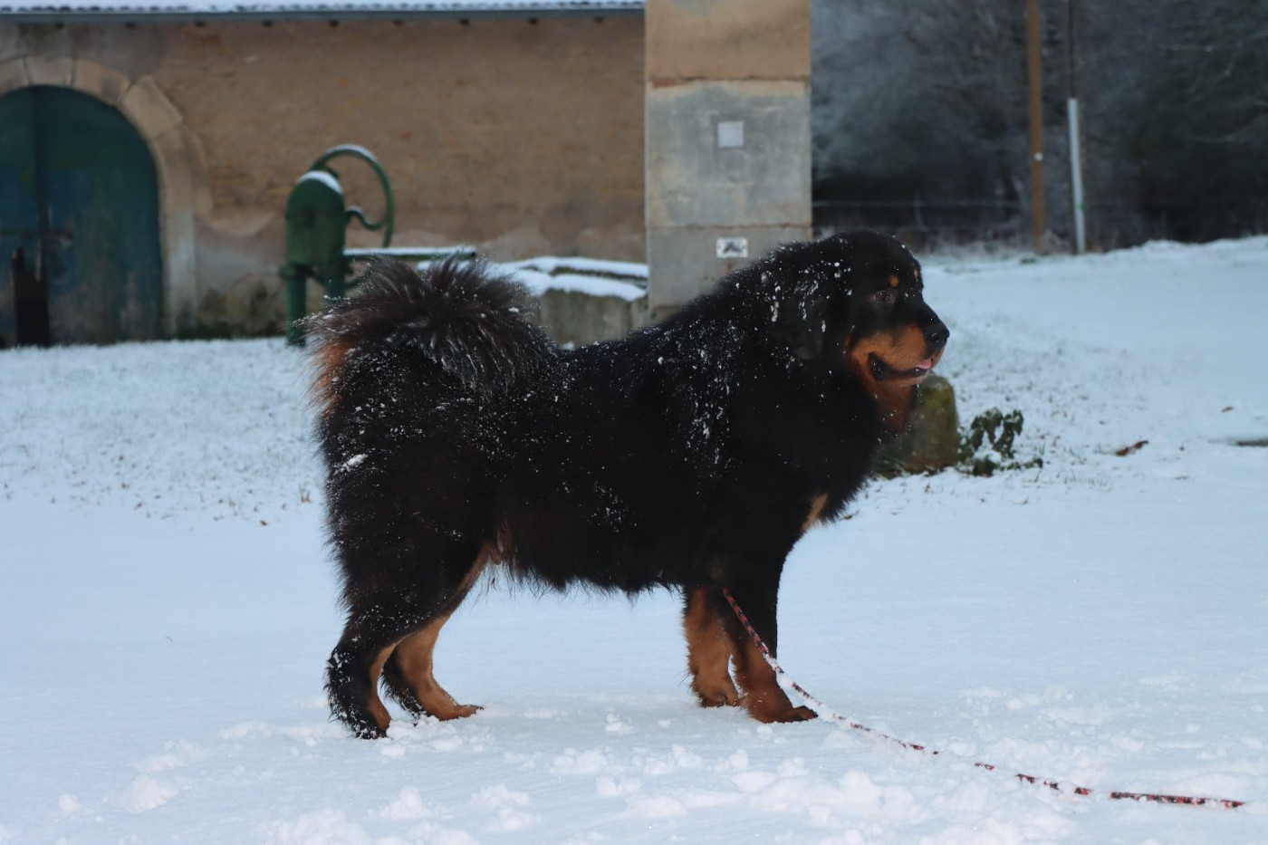 Uppercut by xena du Haras des Brumieres