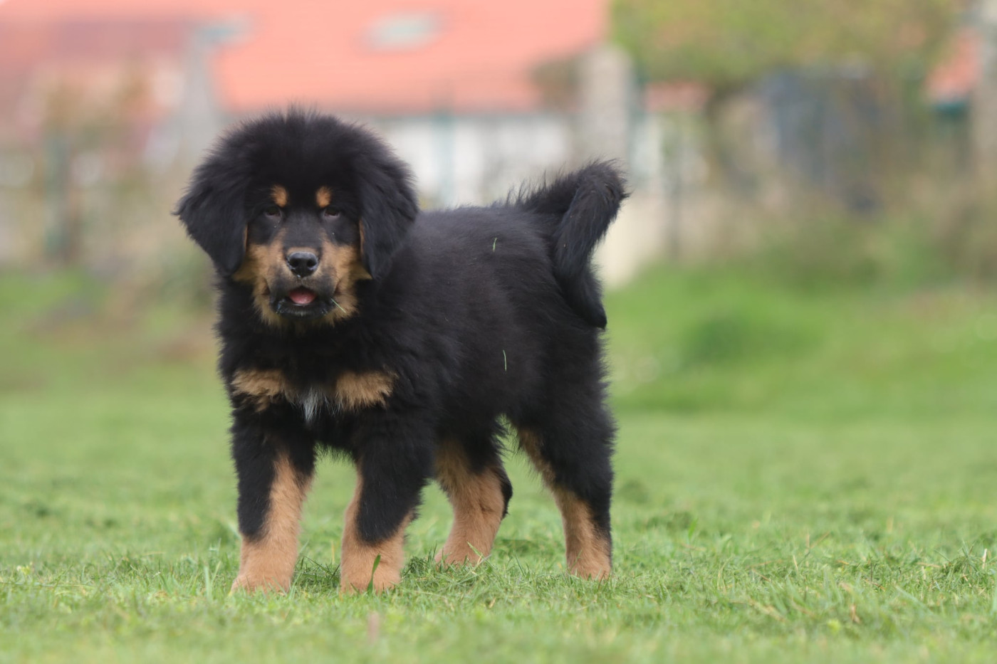 Of Gold In The Heart - Chiots disponibles - Dogue du Tibet