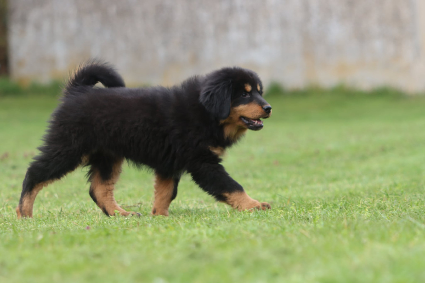 Of Gold In The Heart - Chiots disponibles - Dogue du Tibet