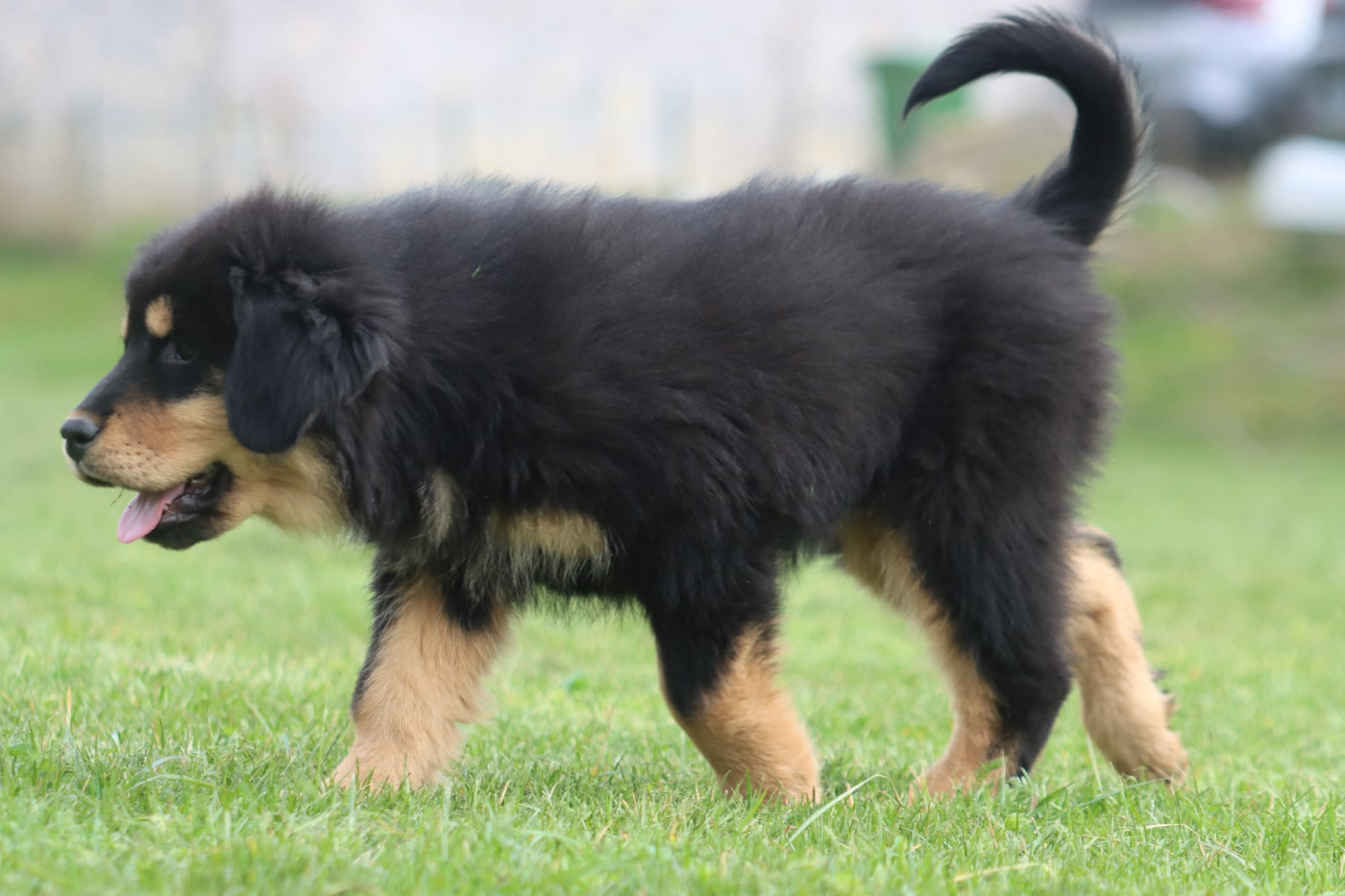 Of Gold In The Heart - Chiots disponibles - Dogue du Tibet