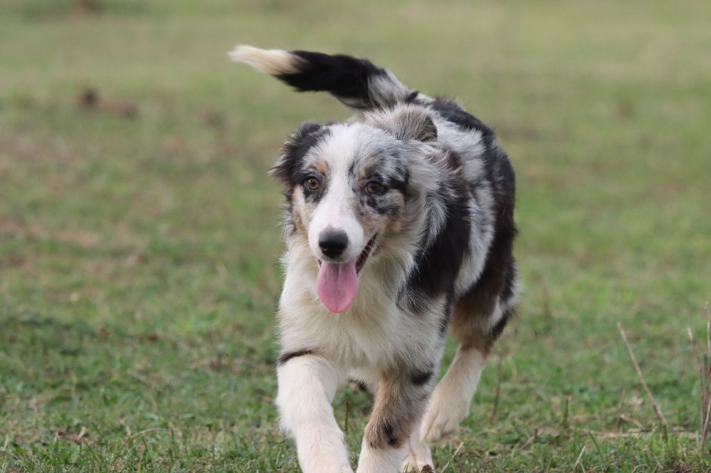 Of Gold In The Heart - Chiots disponibles - Berger Australien